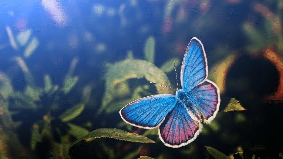 Noticing Nature